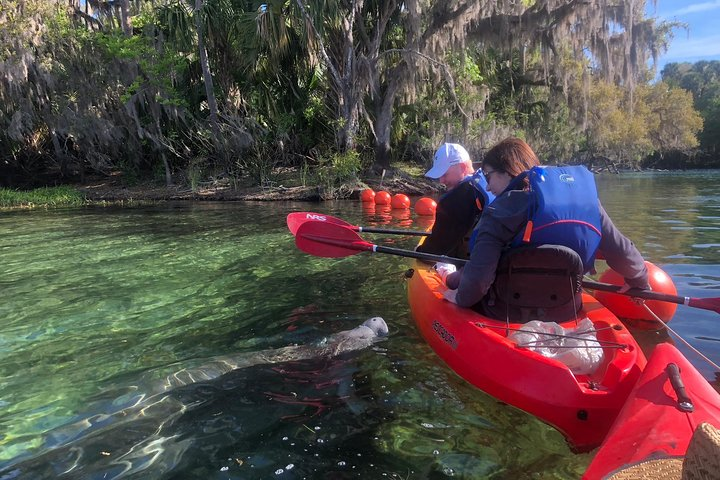 Manatee Encounter Kayak tour